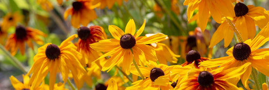 Dividing Perennials