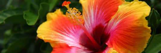 Wintering Tropical Hibiscus