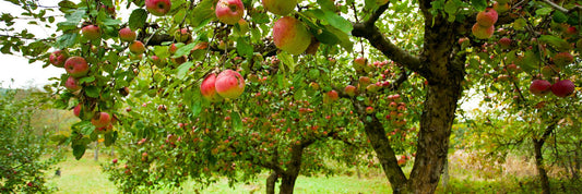 Apple Trees