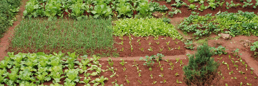 Soil For Growing Vegetables