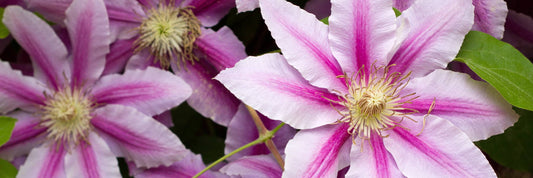 Caring for Your Clematis
