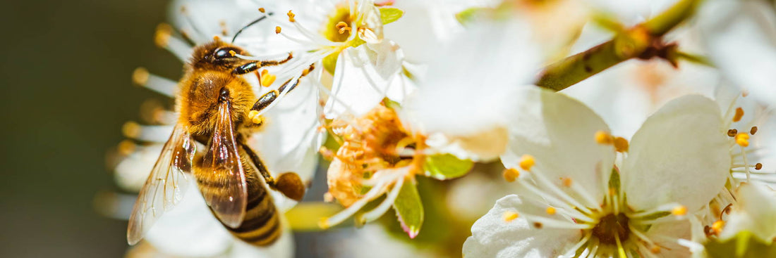 Maintaining a Thriving Pollinator Garden in Michigan