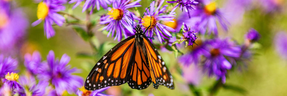 Top Native Plants to Attract Bees and Butterflies in Michigan