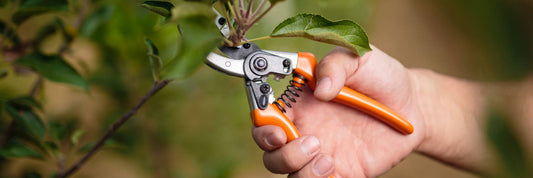 The Proper Time to Prune