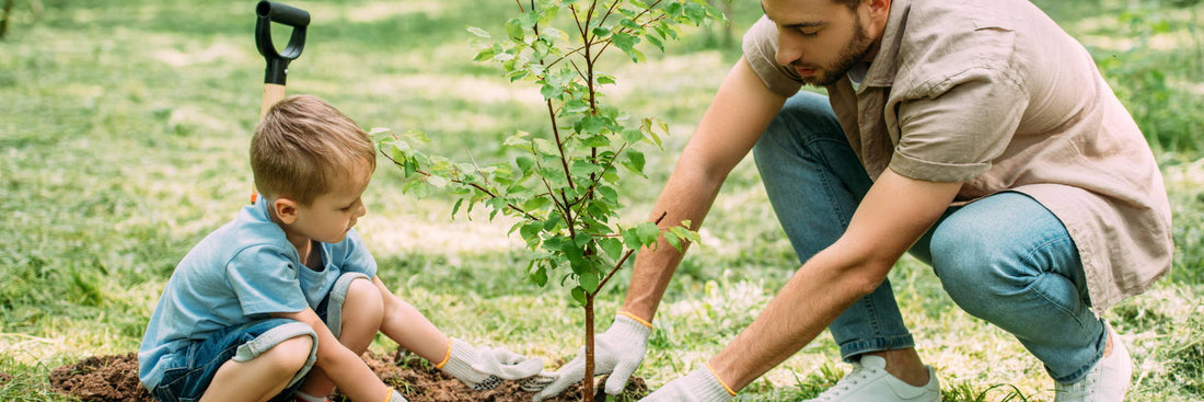 How to Plant Trees & Shrubs