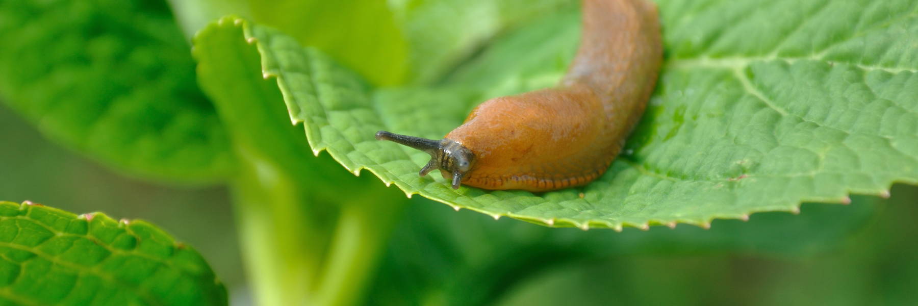 Slugs 101 – Deneweth's Garden Center
