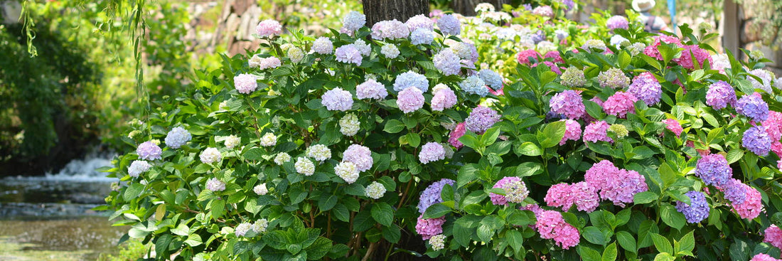 Everything You Need to Know About Hydrangeas