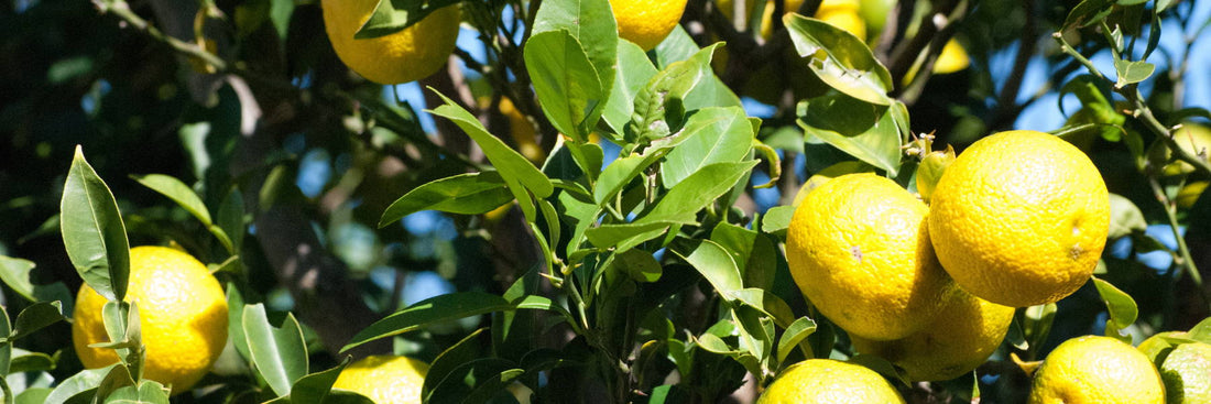 Potted Citrus & Fruit Trees