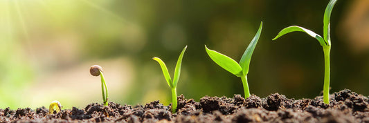 Seed-Starting 101: How to Grow from Seeds