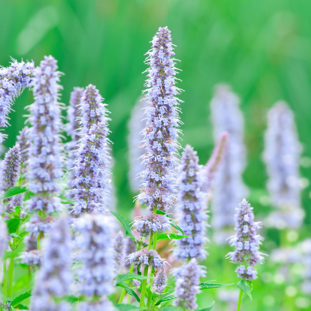 Collections – Deneweth's Garden Center