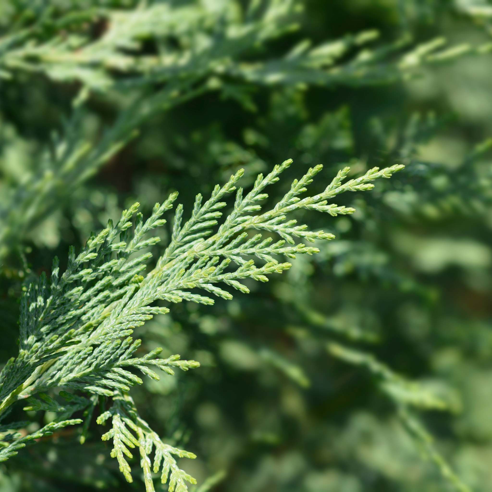 Cypress – Deneweth's Garden Center