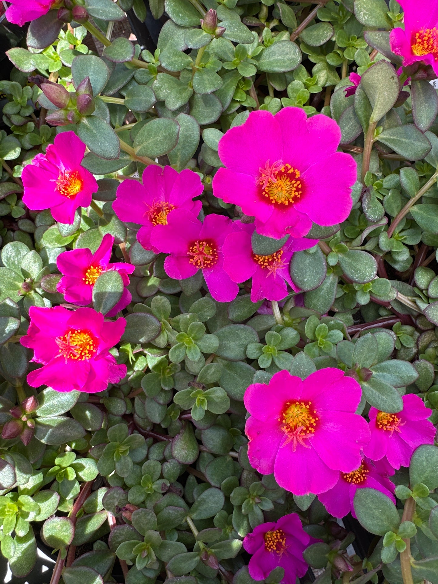 PORTULACA MEGA PAZZAZ PURPLE - 4" POT