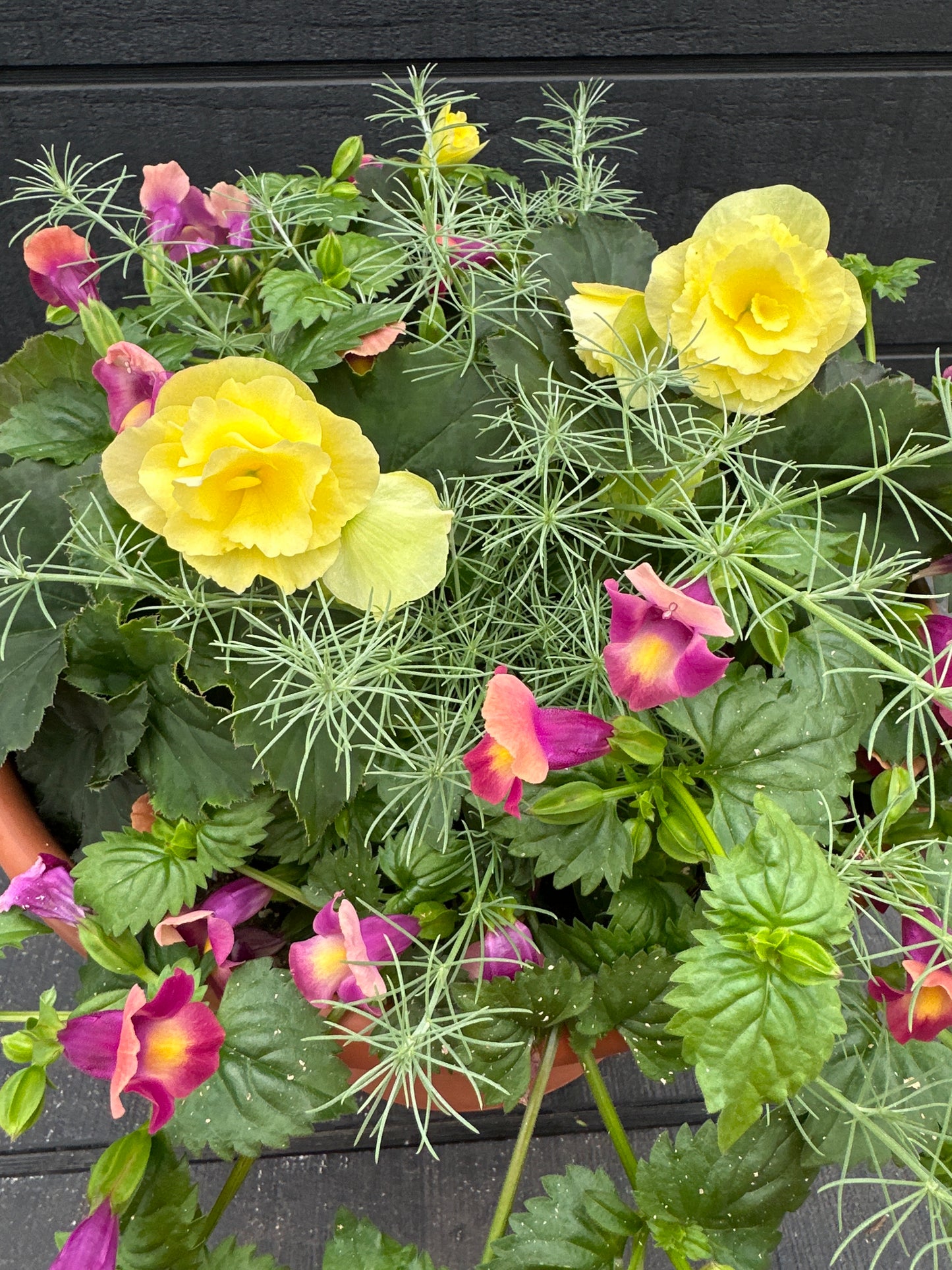 COMBO #49 - 12'' POT