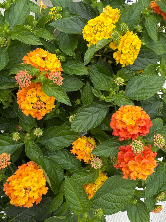 COMBO LAVA FLOW - 6" POT