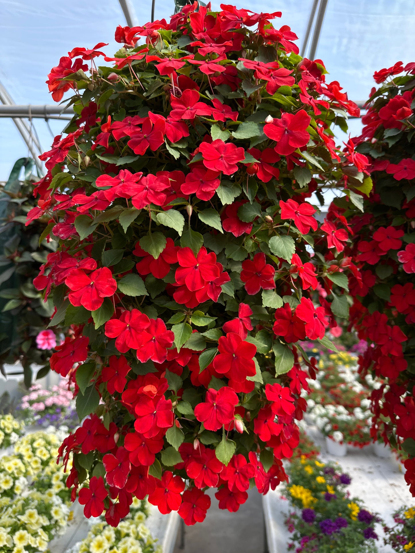 IMPATIENS BEACON BRIGHT RED - FLOWER BAG