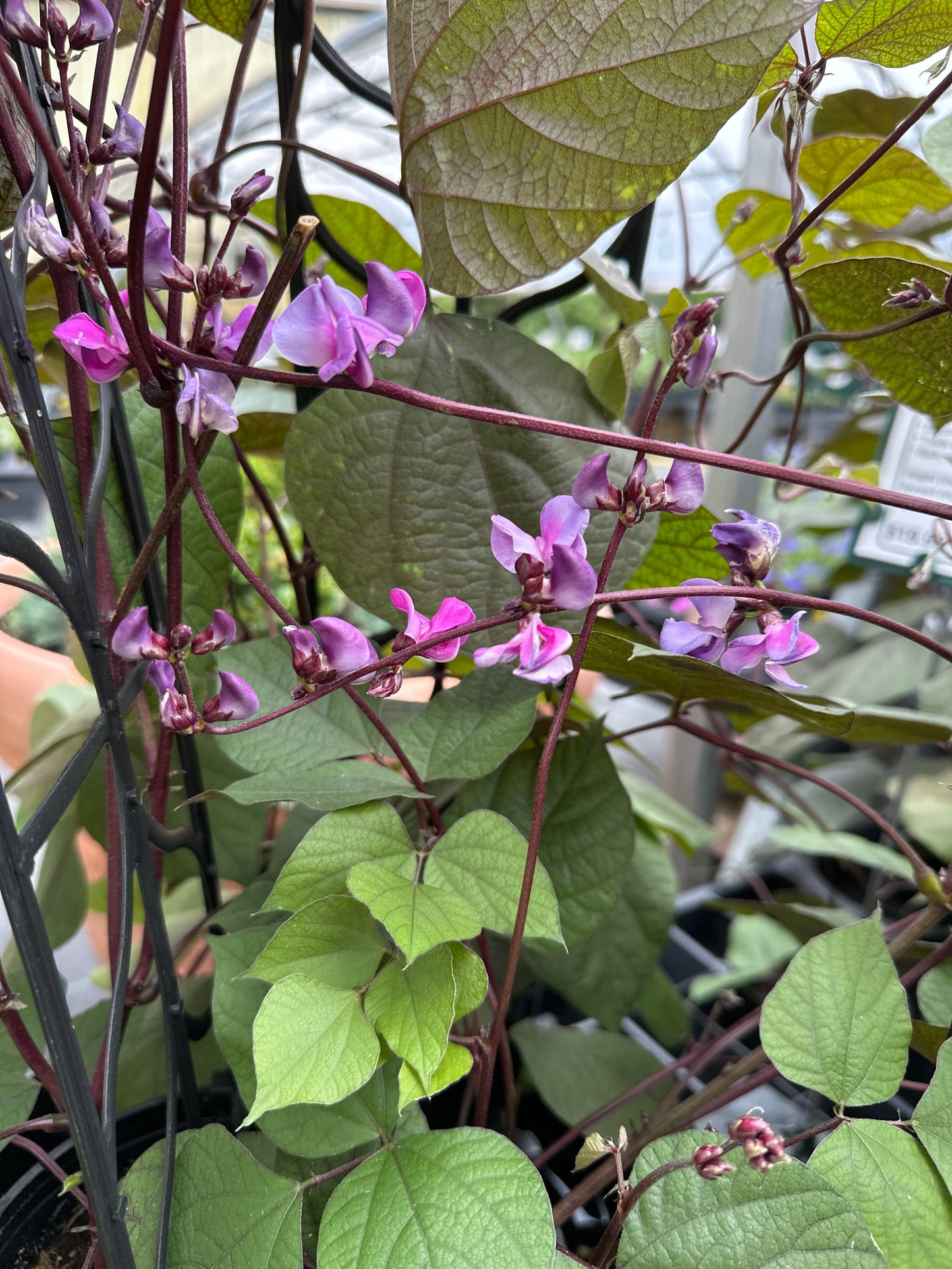 BEAN HYACINTH DOLICHOS LABLAB - 1 GALLON WITH TRELLIS