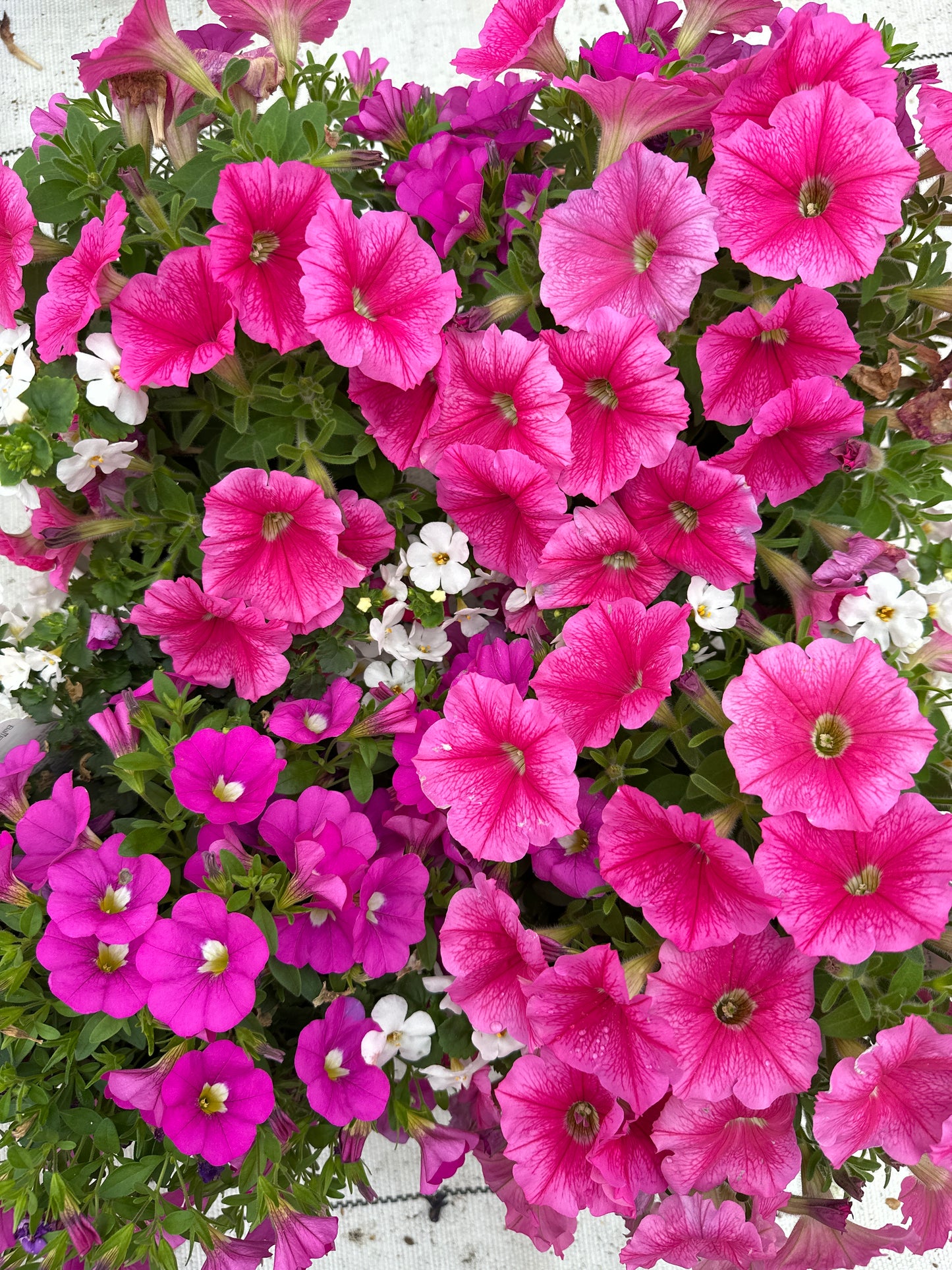 COMBO ROSE EVERYDAY - 6" POT