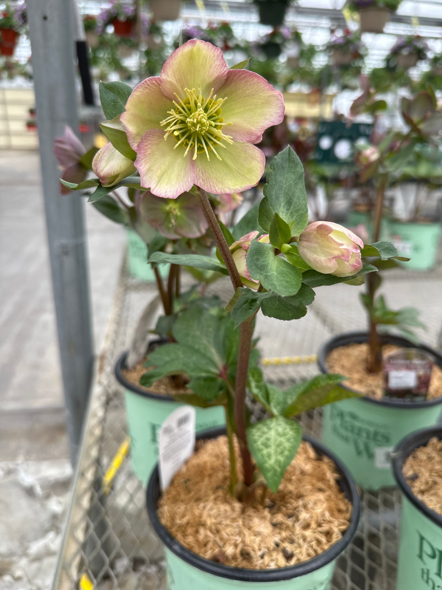 HELLEBORUS FROSTKISS 'ELEMENTAL'
