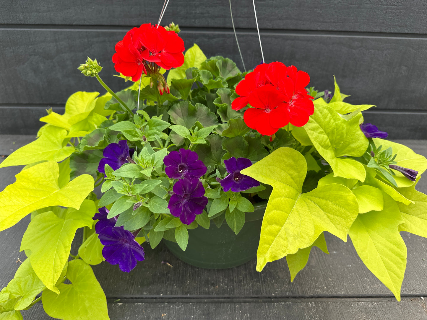 BASKET #22 - 12'' HANGING BASKET