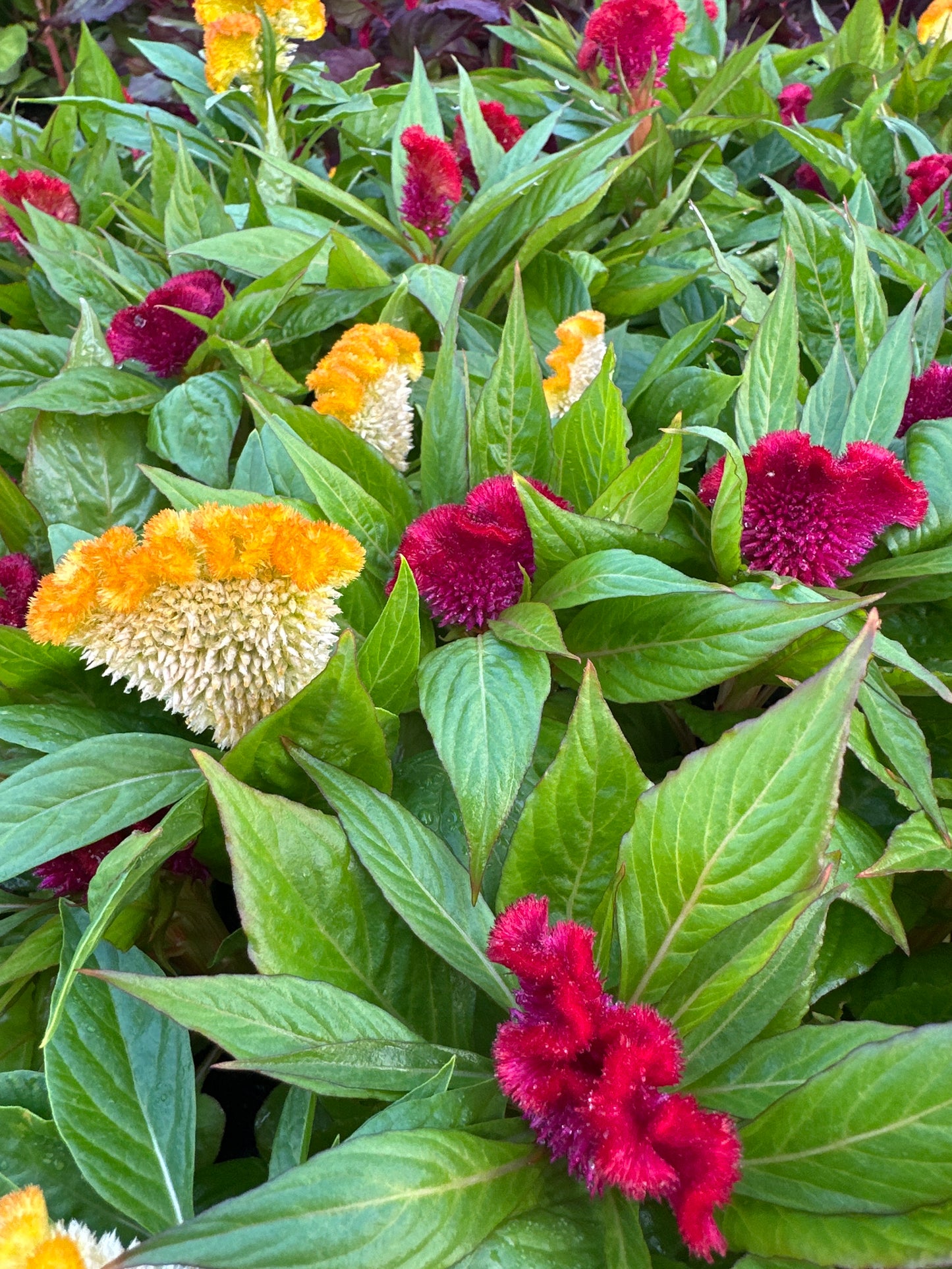 CELOSIA ARMOR MIX - FLAT OF 48 PLANTS
