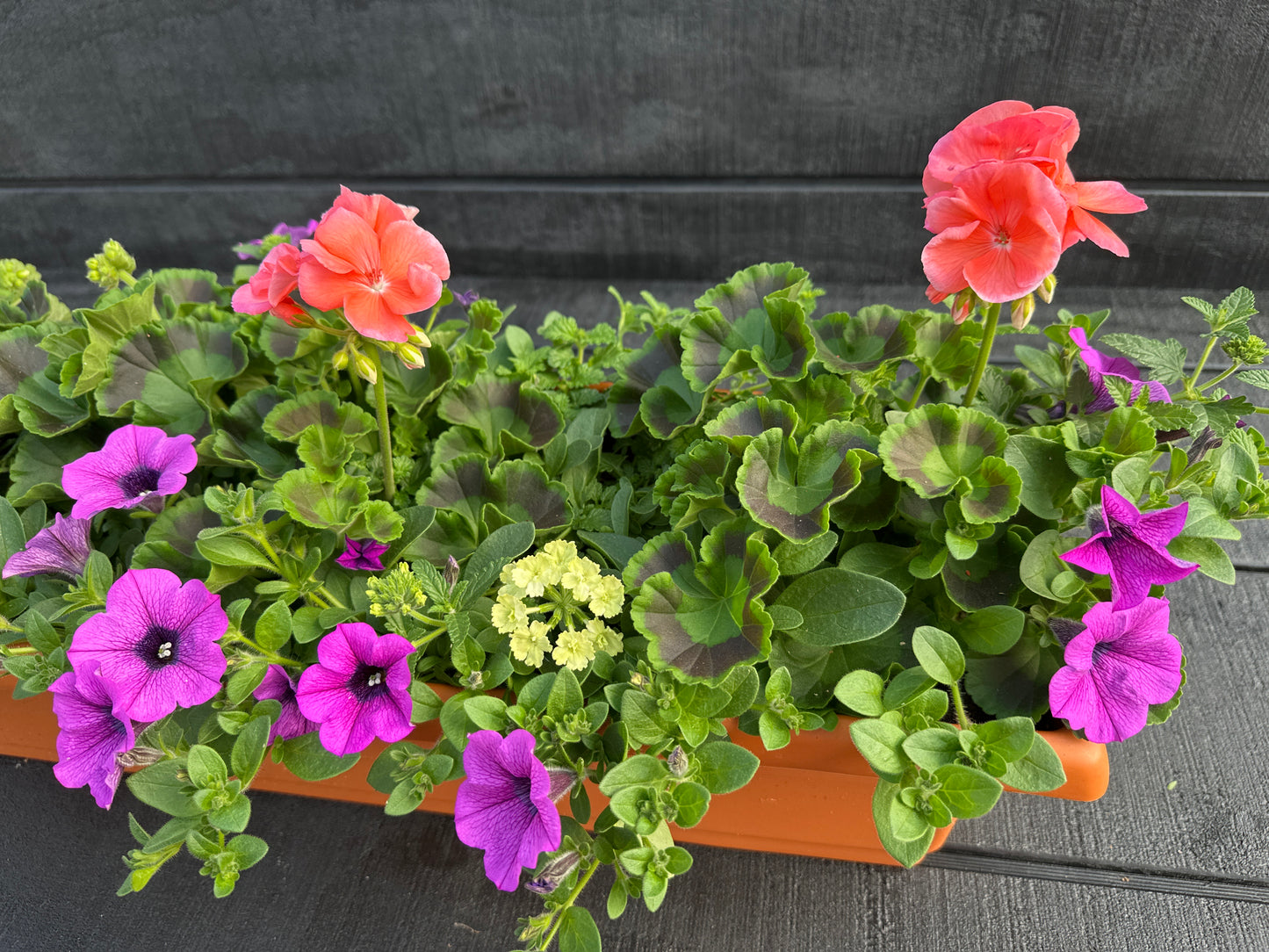 COMBO #1 - 24" WINDOW BOX