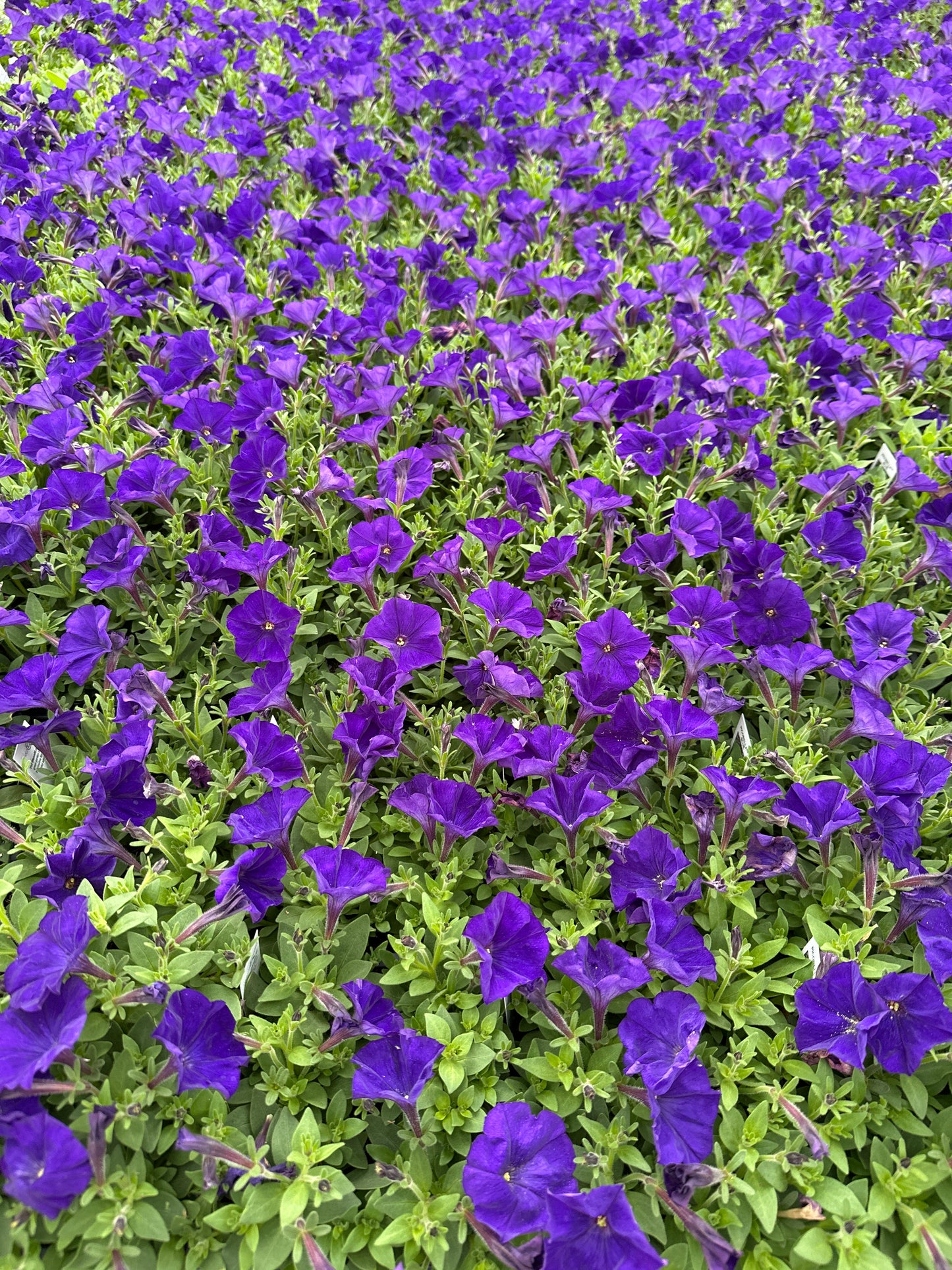 PETUNIA PICOBELLA BLUE - FLAT OF 48 PLANTS