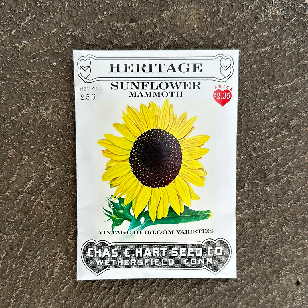Heritage Sunflower Mammoth