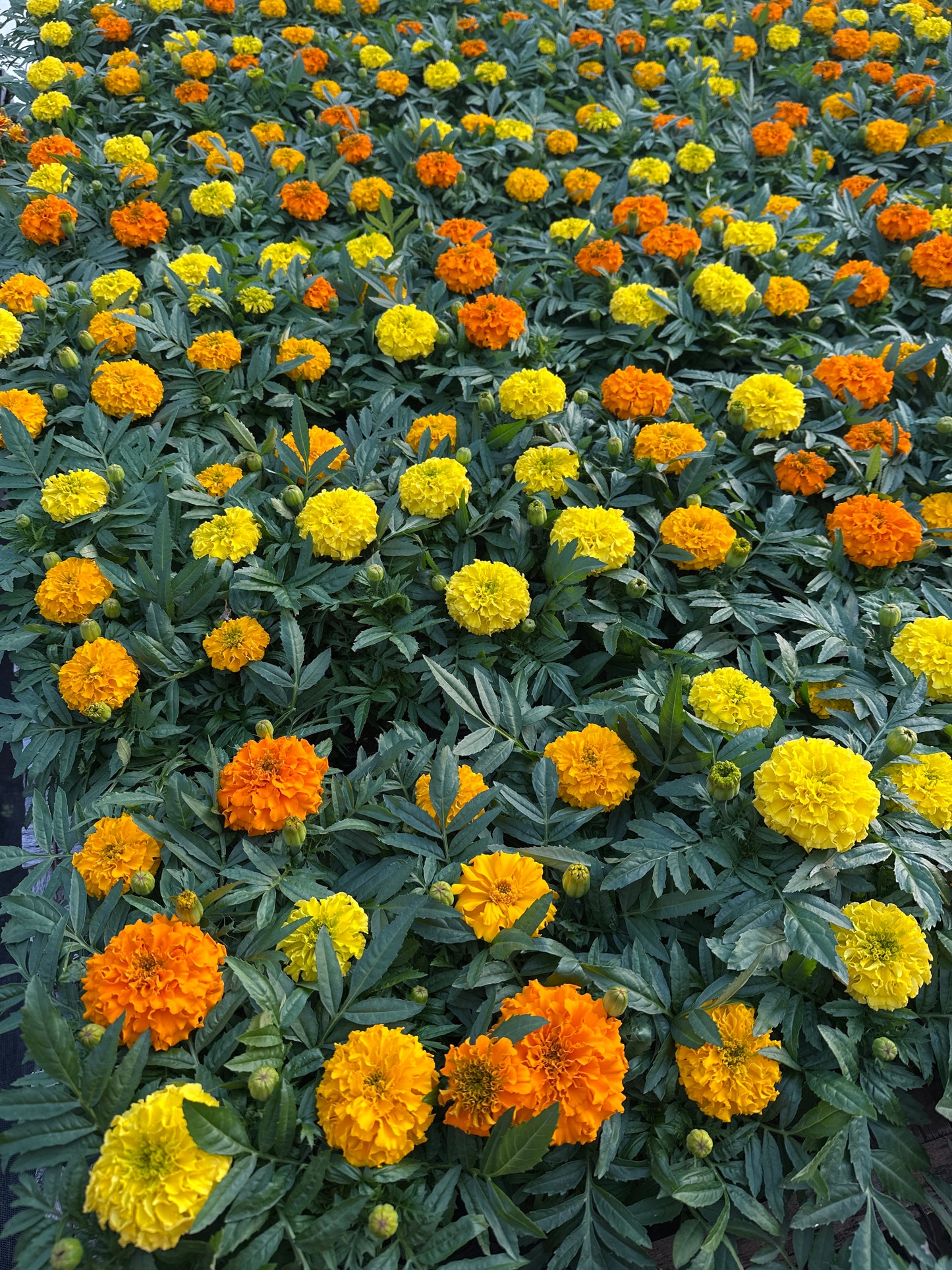 MARIGOLD TAISHAN MIX - JUMBO 6 PACK