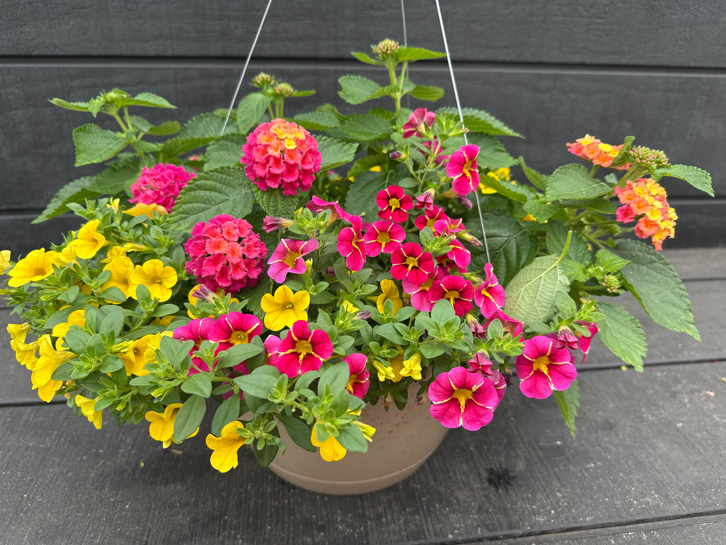 BASKET #56 - 10'' HANGING BASKET