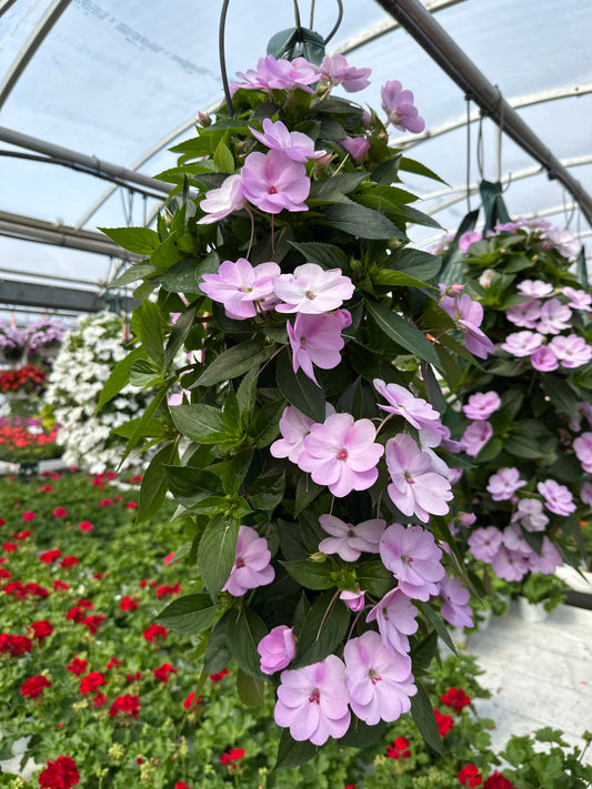SUNPATIENS COMPACT ORCHID - FLOWER BAG
