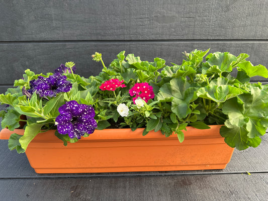 COMBO #23 - 24" WINDOW BOX