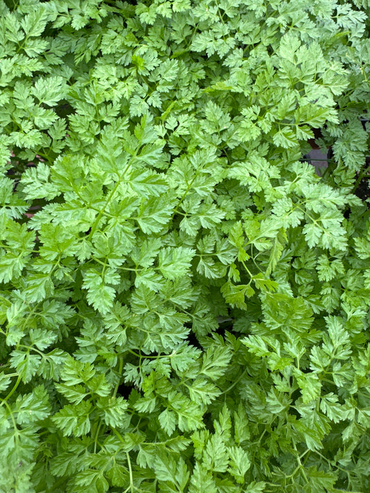 CHERVIL ANTHRISCUS CEREFOLIUM