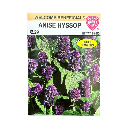 Anise Hyssop