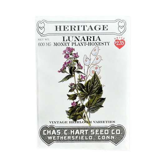 Heritage Lunaria Money Plant