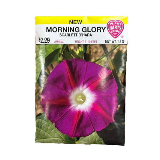 Morning Glory Scarlet O'Hara