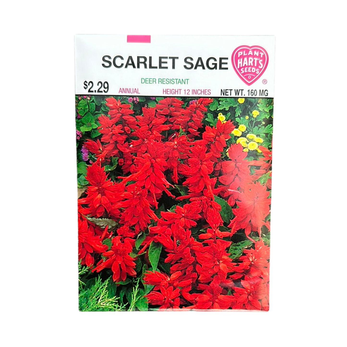 Scarlet Sage