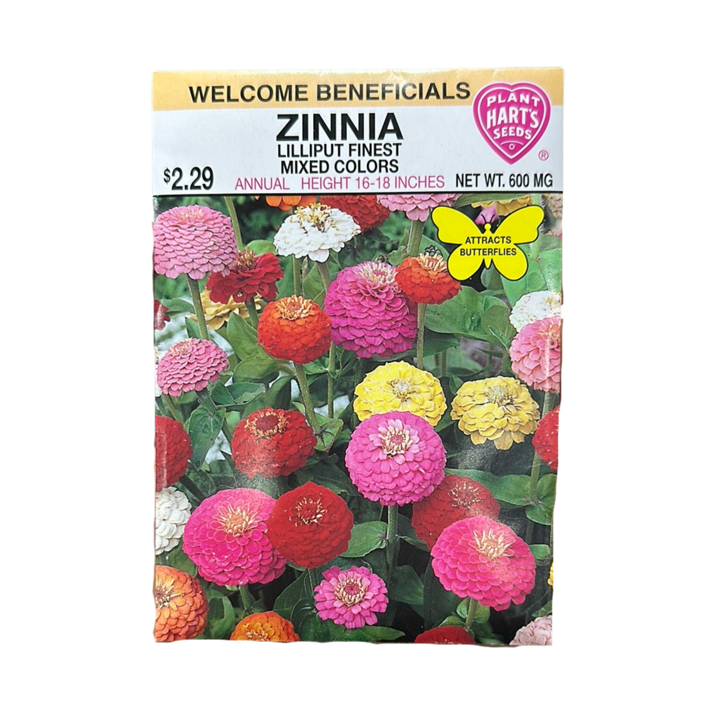 Zinnia Lilliput