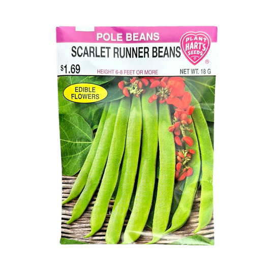 Bean Scarlet Runner