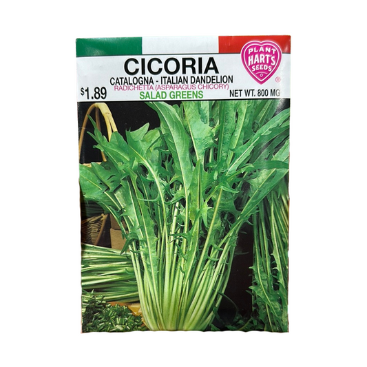 Cicoria Italian Dandelion