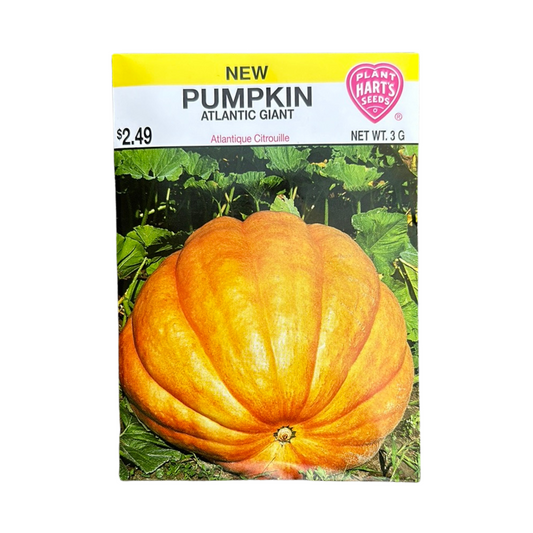 Pumpkin Atlantic Giant