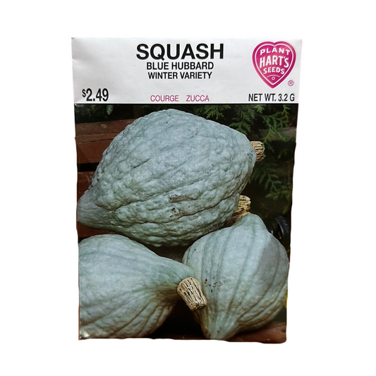 Squash Blue Hubbard