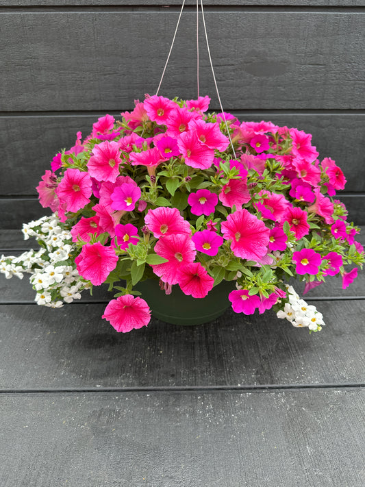 COMBO ROSE EVERYDAY - 10" HANGING BASKET
