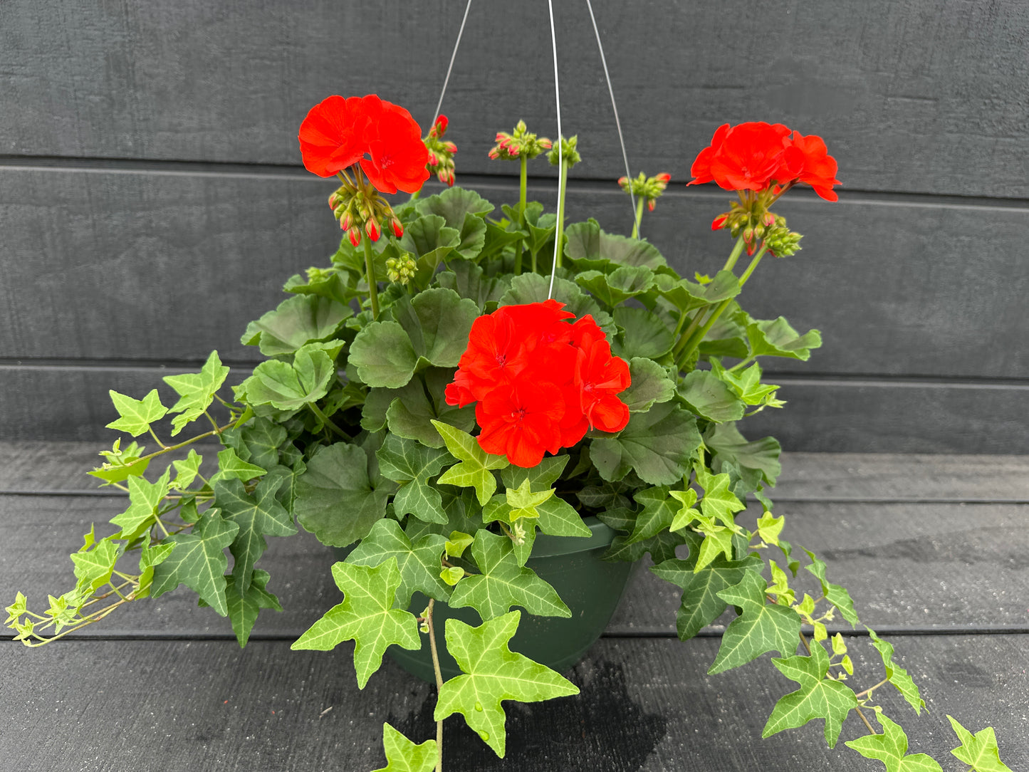 BASKET #47 - 10'' HANGING BASKET
