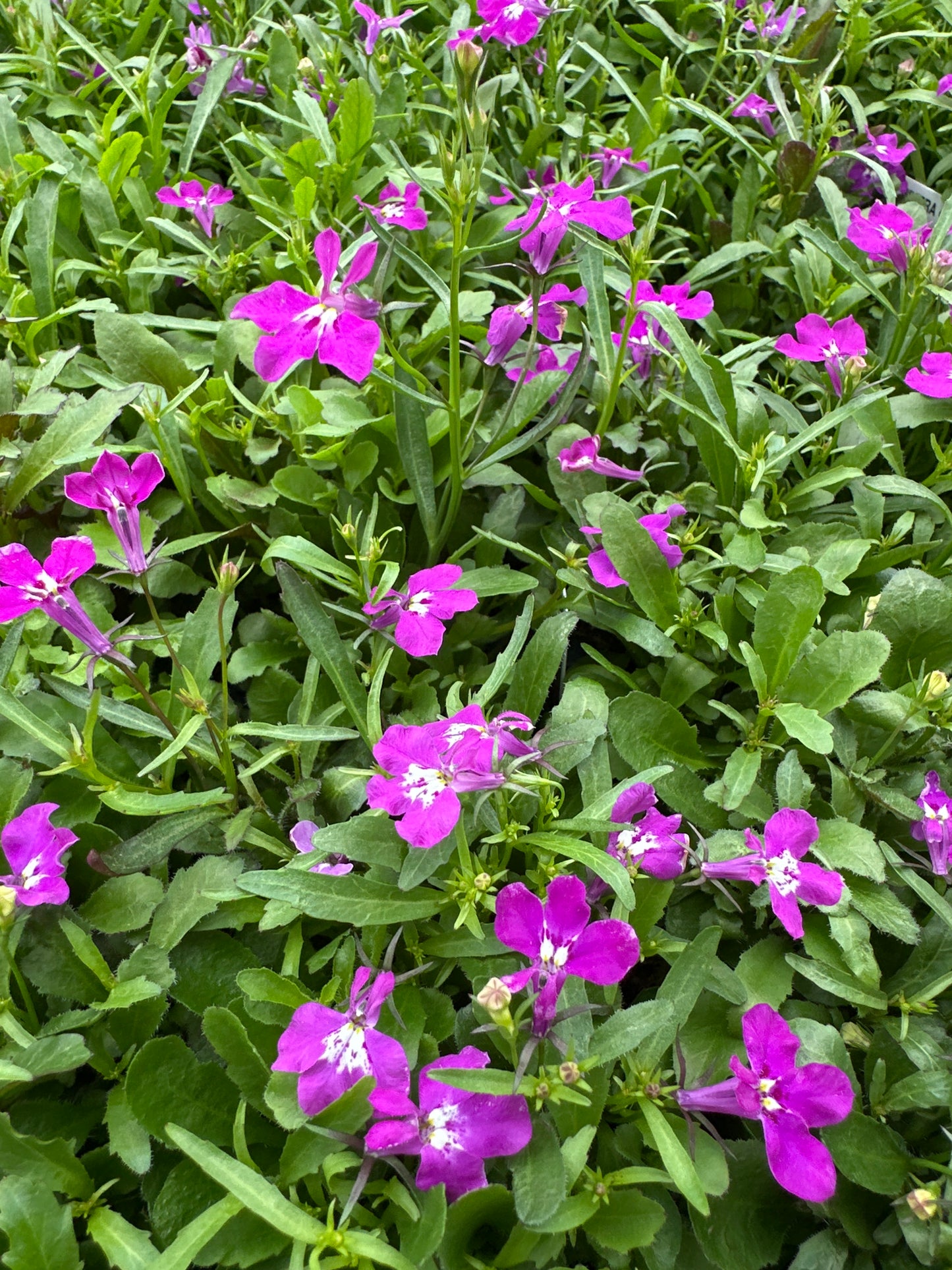 LOBELIA RIVIERA ROSE - FLAT OF 48 PLANTS