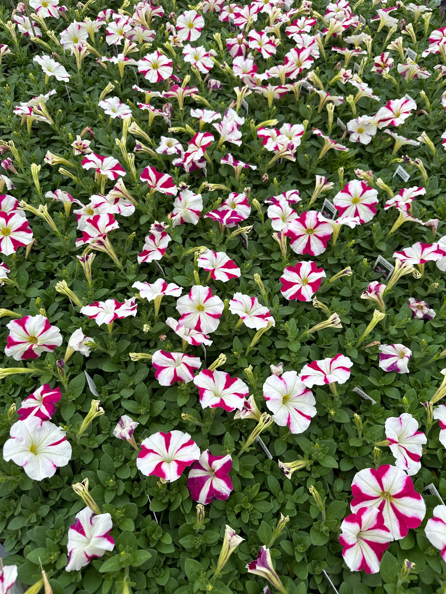 PETUNIA MADNESS ROSE STAR - FLAT OF 48 PLANTS