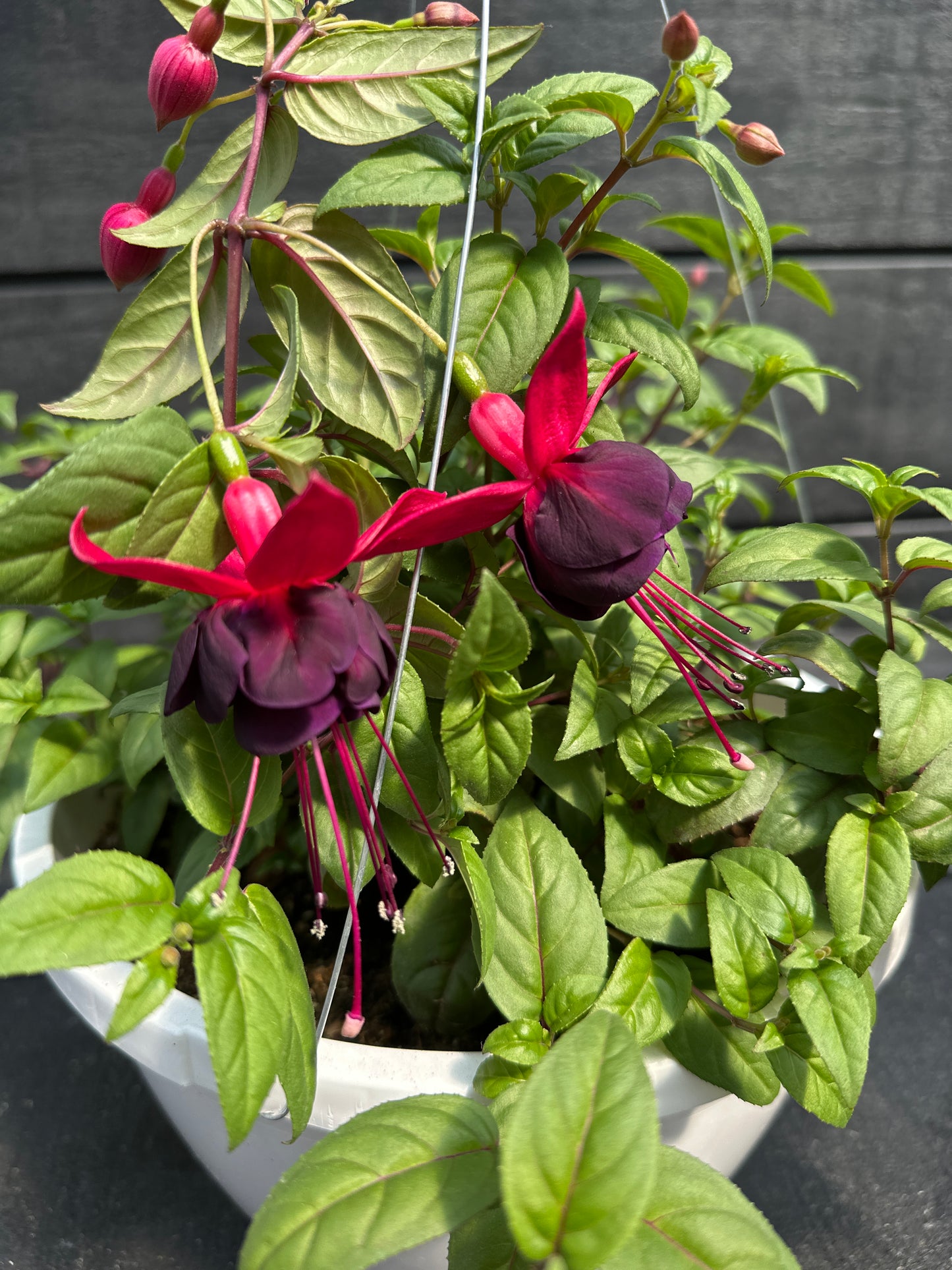FUCHSIA NEW MILLENNIUM - 10'' HANGING BASKET