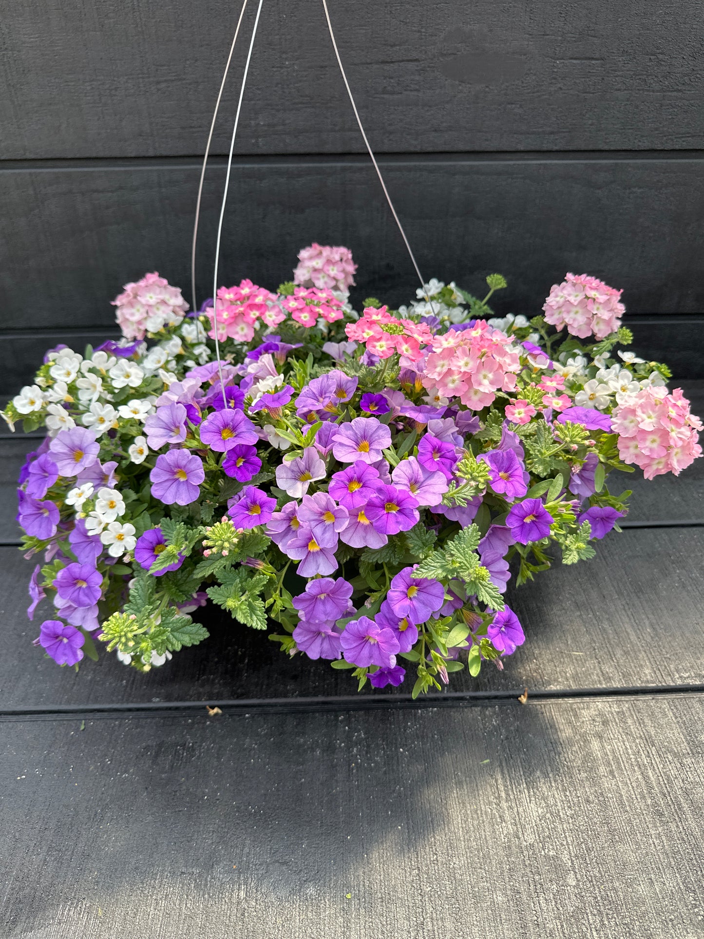 COMBO BLUEBERRY PARFAIT - 10" HANGING BASKET