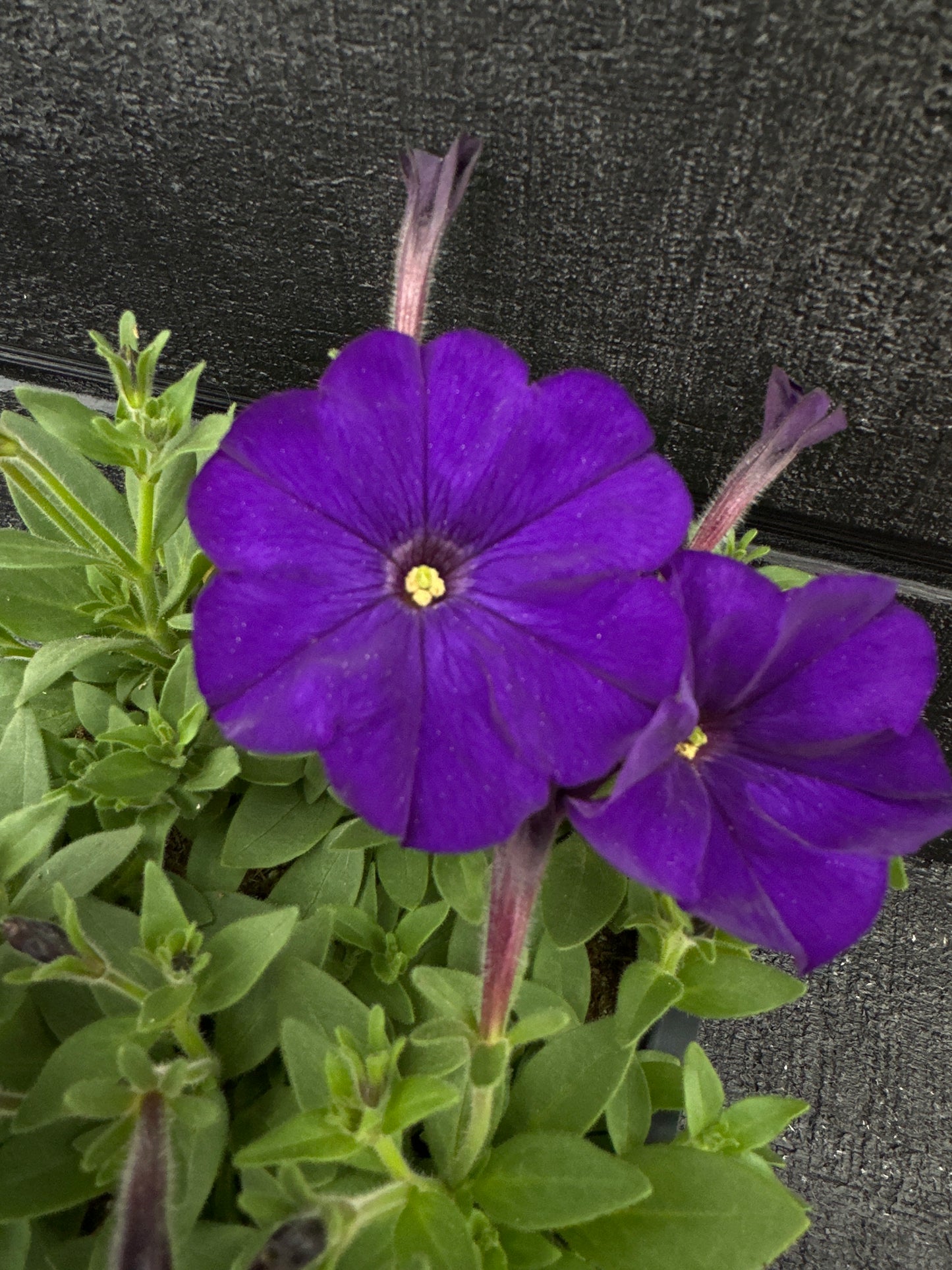 PETUNIA PICOBELLA BLUE - FLAT OF 48 PLANTS