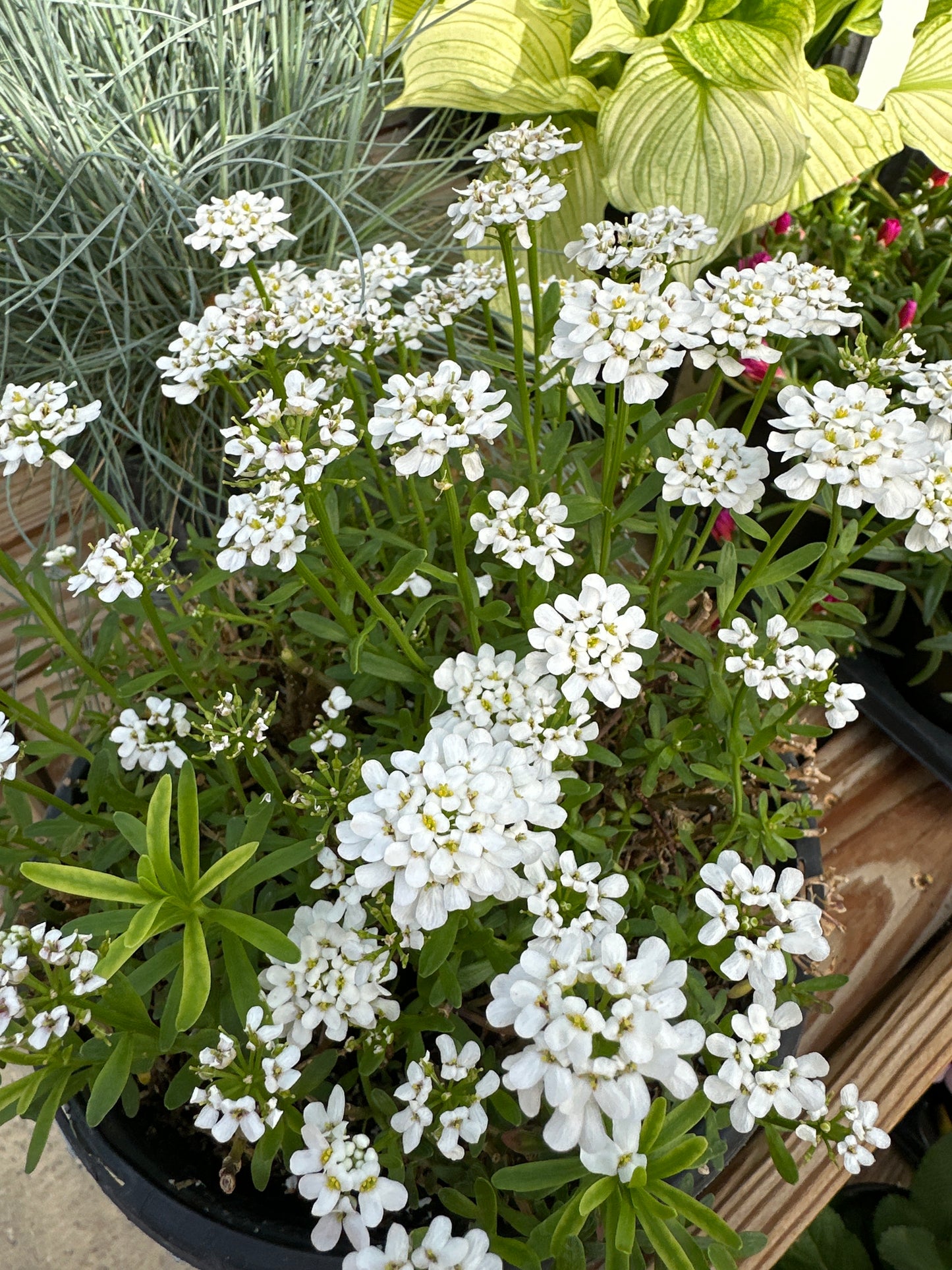 IBERIS S. 'ALEXANDER'S WHITE