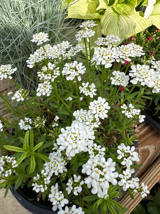 IBERIS S. 'ALEXANDER'S WHITE